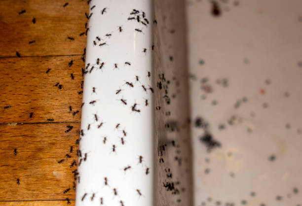 Best Affordable Pest Control Services  in Winchester, OH